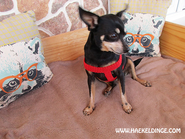 rotes-hundegeschirr
